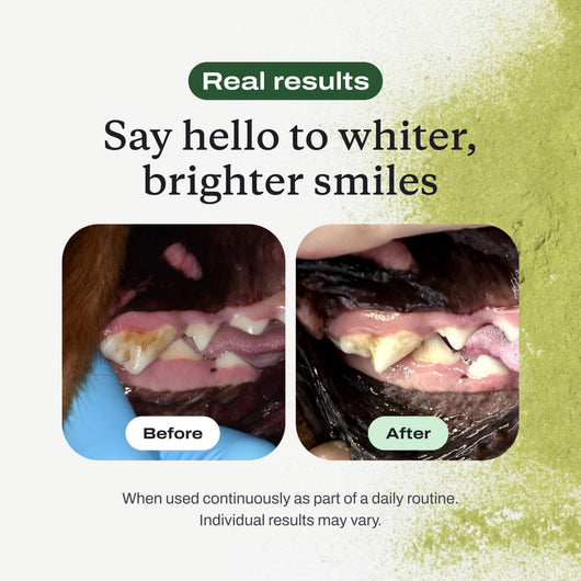 Pet Dental Powder