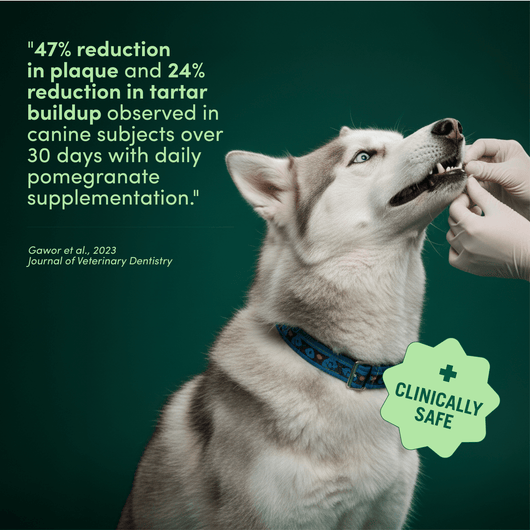 Pet Dental Powder